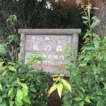 下鴨神社 糺ノ森