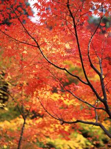 秋の京都散策八坂神社編