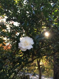 秋の京都山茶花