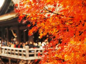 京都の紅葉