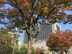 京都紅葉河原町御池