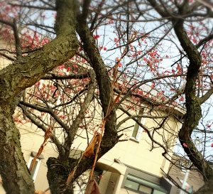 京都着物レンタル花かんざし　梅の花