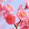 京都着物レンタル花かんざし　梅の花