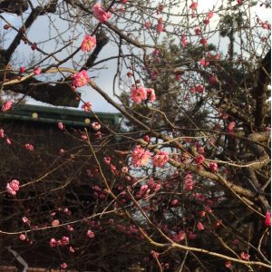 京都着物レンタル花かんざし梅の花_02