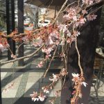 御池桜