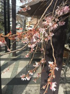 御池桜