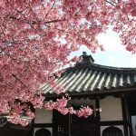 長徳寺のオカメ桜