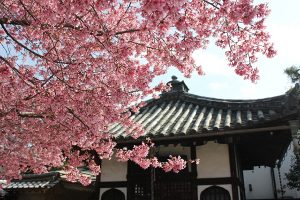 長徳寺のオカメ桜