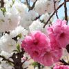 京都着物レンタル花かんざし　桃の花