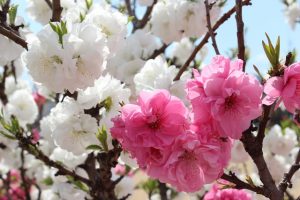 京都着物レンタル花かんざし　桃の花