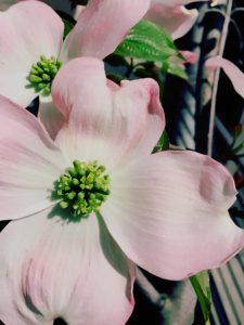 京都着物レンタル花かんざし　花水木