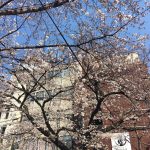 京都着物レンタル花かんざし桜情報2017