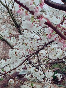 京都着物レンタル花かんざし桜情報2017