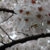 京都着物レンタル花かんざし桜情報