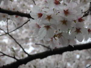 京都着物レンタル花かんざし桜情報
