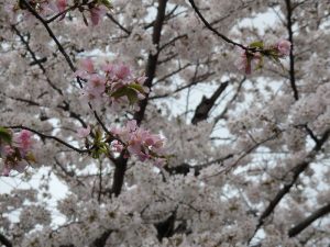 京都着物レンタル花かんざし桜情報