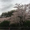 京都着物レンタル花かんざし桜情報南禅寺
