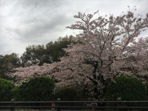 京都着物レンタル花かんざし桜情報南禅寺