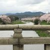 京都着物レンタル花かんざし桜情報出町柳