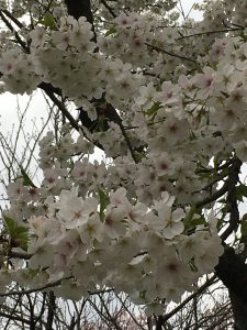 京都着物レンタル花かんざし京都桜情報