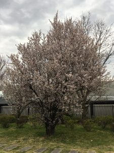 京都着物レンタル花かんざし京都桜情報