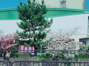 京都着物レンタル花かんざし　八重桜