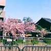 京都着物レンタル花かんざし　八重桜