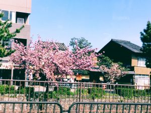 京都着物レンタル花かんざし　八重桜