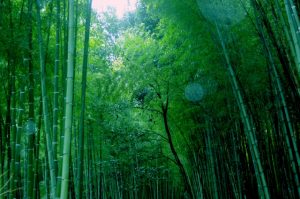 京都着物レンタル花かんざし　竹林