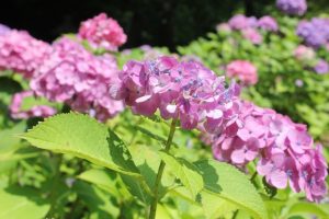 京都着物レンタル花かんざし　智積院