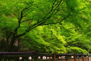 京都着物レンタル花かんざし　貴船川床