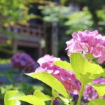 京都着物レンタル花かんざし　紫陽花