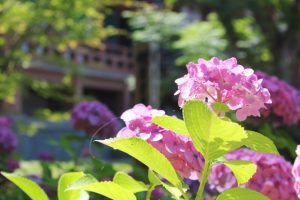 京都着物レンタル花かんざし　紫陽花