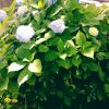 京都着物レンタル花かんざし　紫陽花