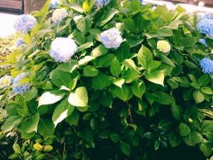 京都着物レンタル花かんざし　紫陽花