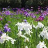 京都着物レンタル花かんざし　花菖蒲