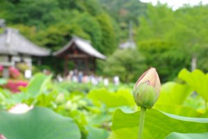 京都着物レンタル花かんざし　三室戸寺蓮