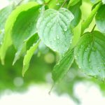 京都着物レンタル花かんざし　雨