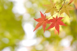 京都着物レンタル花かんざし四国八十八ヶ所お砂踏法要