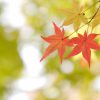 京都着物レンタル花かんざし　秋のお出かけ