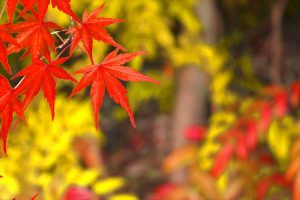 京都着物レンタル花かんざし　春日祭