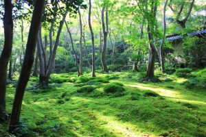 京都駅からひと駅花かんざし　虚空蔵法輪寺