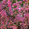 京都駅からひと駅花かんざし　梅の花