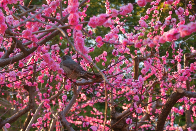 京都駅からひと駅花かんざし　梅の花