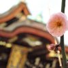 京都駅からひと駅花かんざし　梅の花