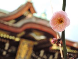 京都駅からひと駅花かんざし　梅の花