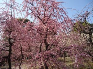 京都駅からひと駅花かんざし　城南宮しだれ梅