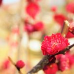 京都駅からひと駅花かんざし　2月最終日