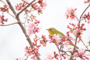 京都駅からひと駅花かんざし　梅の花