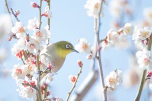 京都駅からひと駅花かんざし　梅の花